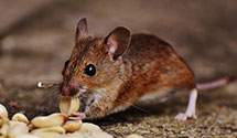 24 Hour & Emergency Exterminators in Pisgah, AL